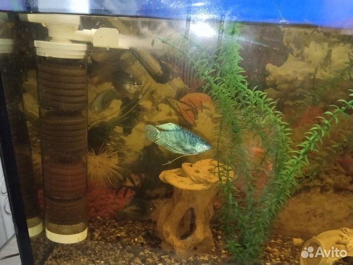 Аквариум