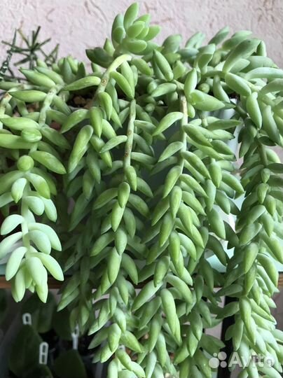 Суккуленты,Эписции,Эхеверии,Переския