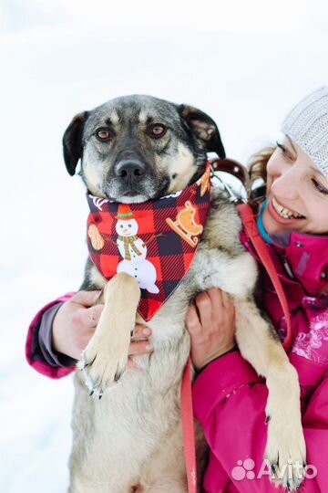 Приютский пёс станет преданным другом