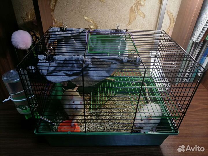 Белые крысы