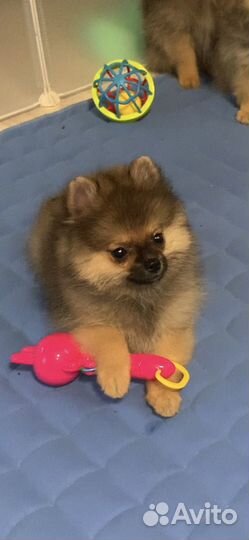Померанский шпиц микро и мини