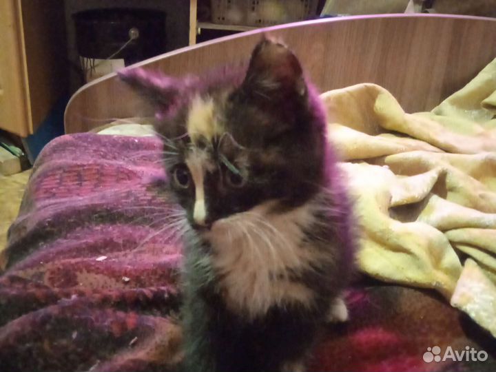 Котенок