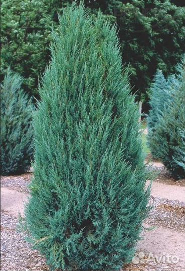 Можжевельник 