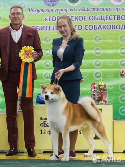 Акита ину вязка