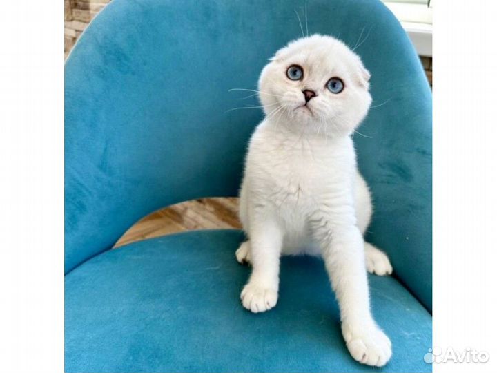 Серебристые котики