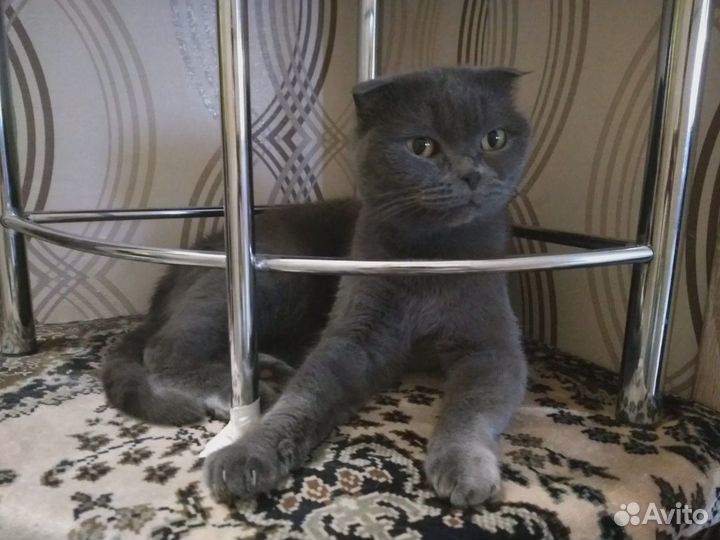 Отдам даром кошку