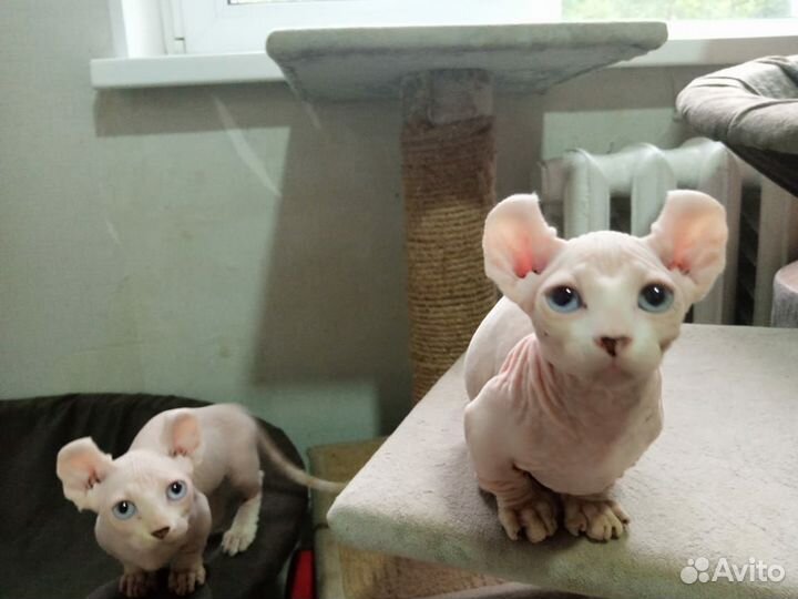 Разноглазая двельф канадский сфинкс