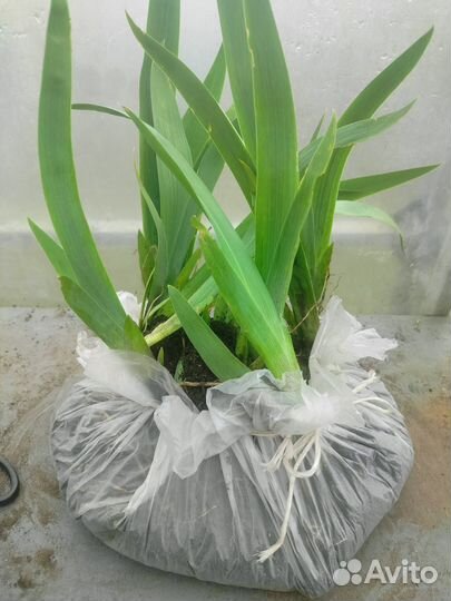 Ирисы делёнки (от 1 шт), садовый колокольчик