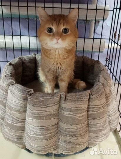 Котик в добрые руки