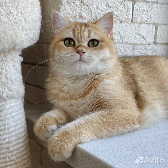 Прекрасная девочка Одиль - золотая шиншилла