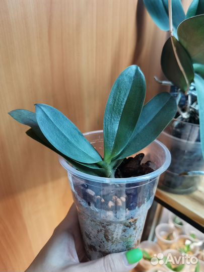 Орхидея фаленопсис