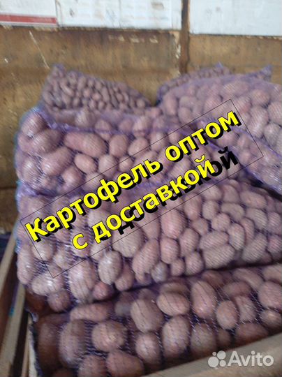 Картофель оптом