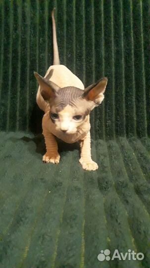 Котята сфинкс