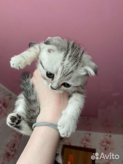 Шотландские вислоухие котята