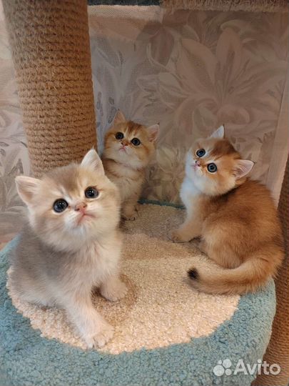 Британские золотые котята