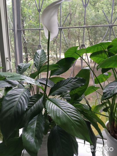 Спатифиллум белый, 2 вида