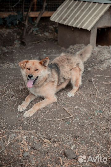 Собака компаньон в добрые руки