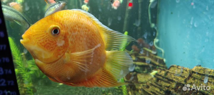 Цихлазома северум красный