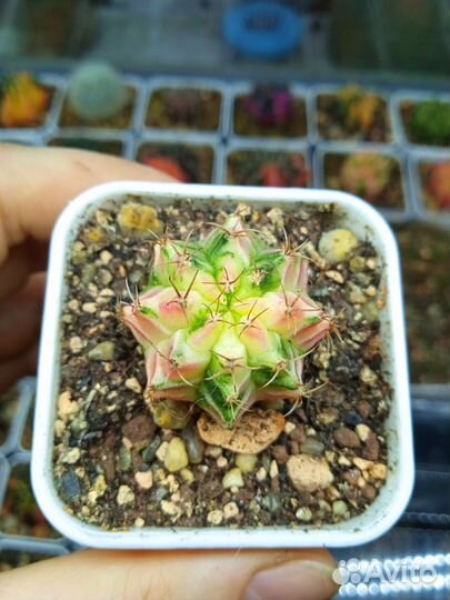 Товары для дома