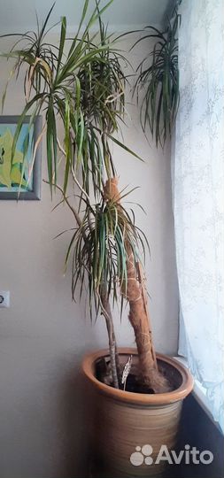 Замиокулькас, высотой 1м
