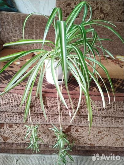 Хлорофитум