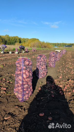 Картофель красный разара опт и розница