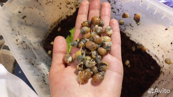 Улитки ахатины