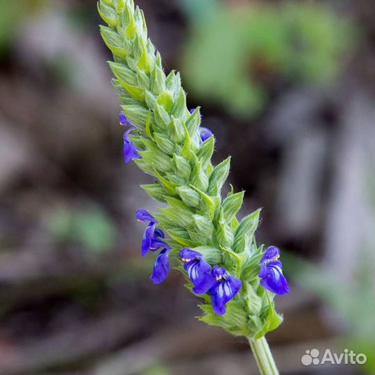 Чиа саженцы