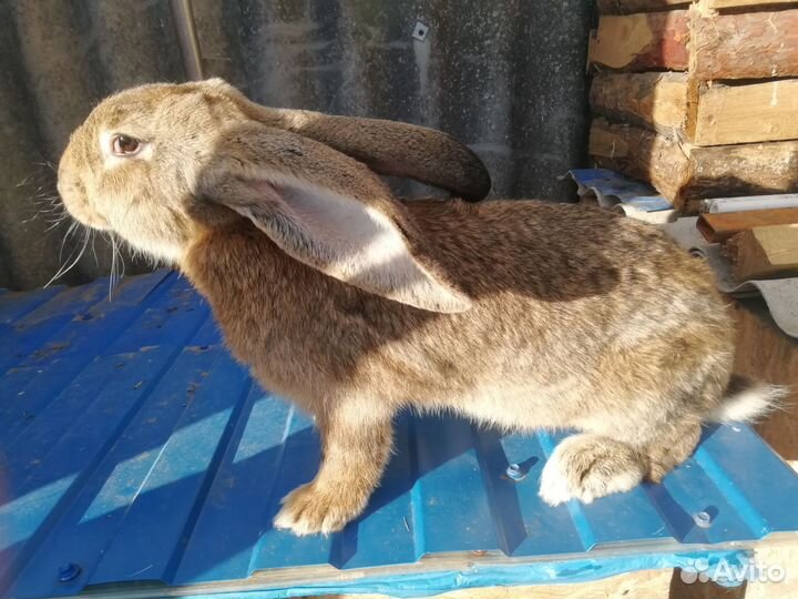 Кролик Самцы 6 мес +