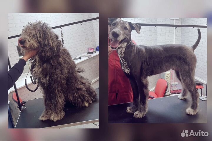 Груминг. Стрижка собак, кошек. Экспресс-линька