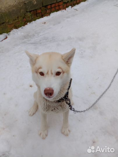 Сибирский хаски