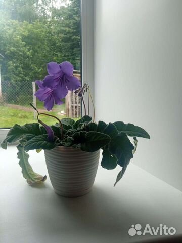 Детки стрептокарпуса