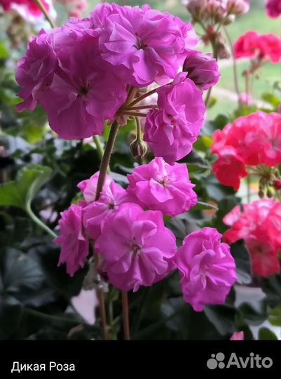 Пеларгония герань