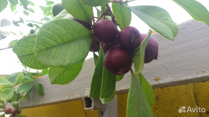 Саженцы Азимина, канупер, Гуаява, стевия гинкго