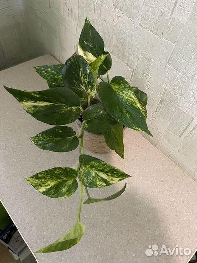 Сциндапсус