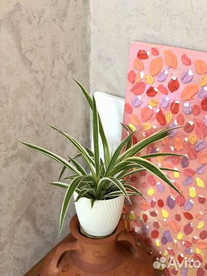 Хлорофитум