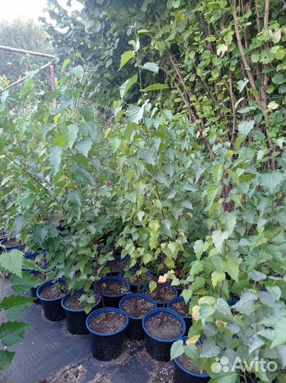 Саженцы березы