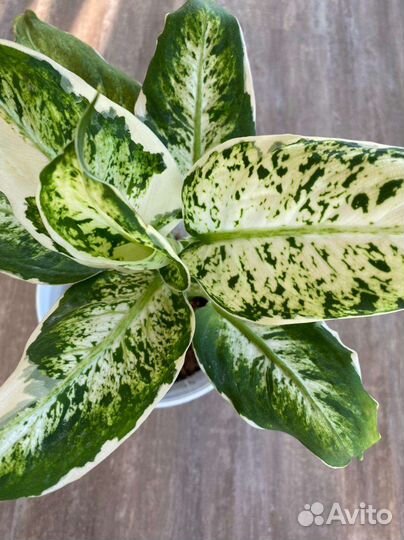 Диффенбахии сортовые