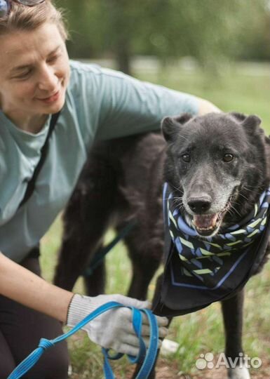 Несчастная собака в ожидании чуда
