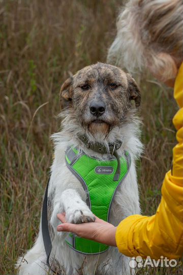 Молодой ласковый пёс в поисках дома