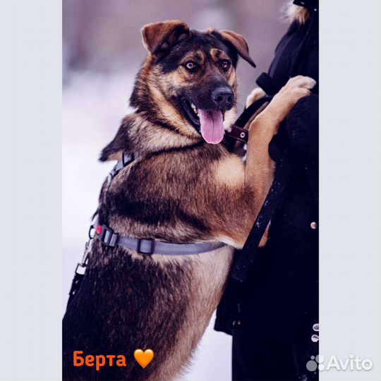 Собачка ищет дом