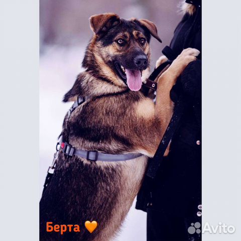 Собачка ищет дом