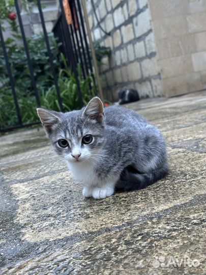 Кошка