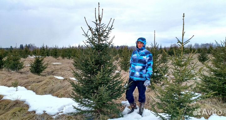 Саженцы ели от производителя экстра класс