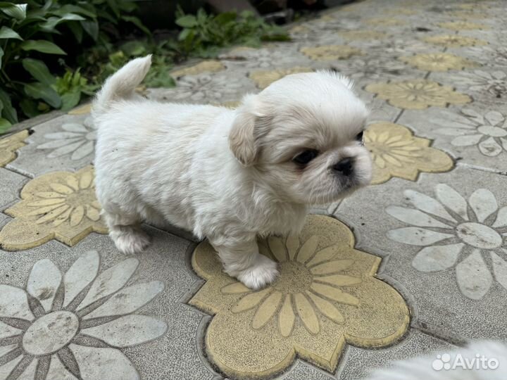 Пекинесики