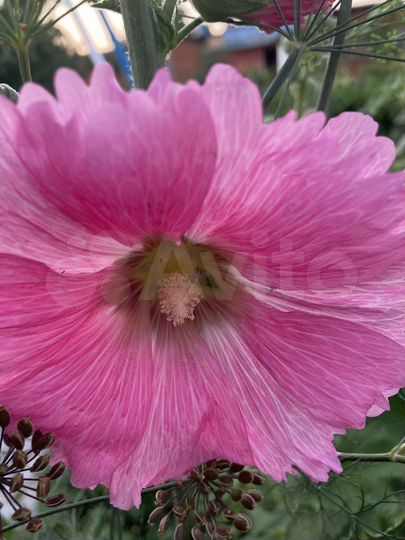 Дача 15 м² на участке 9 сот.