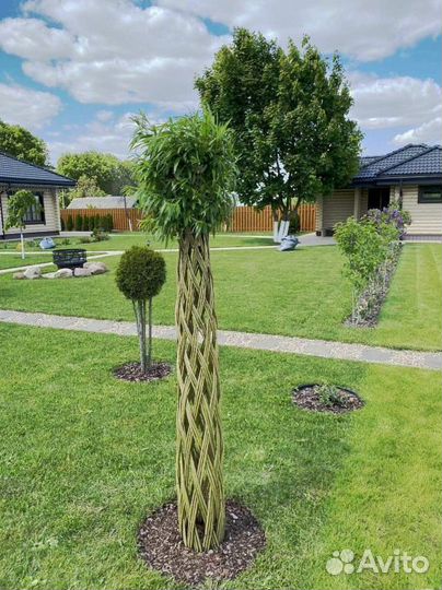 Плетеные деревья из ивы американки