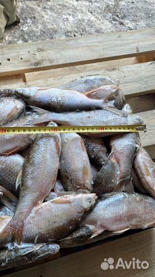 Вобла, чехонь, жерех, лещ свежемороженые