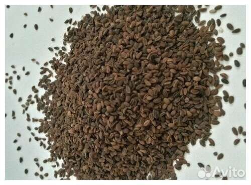 Семена фацелии, урожай 2022