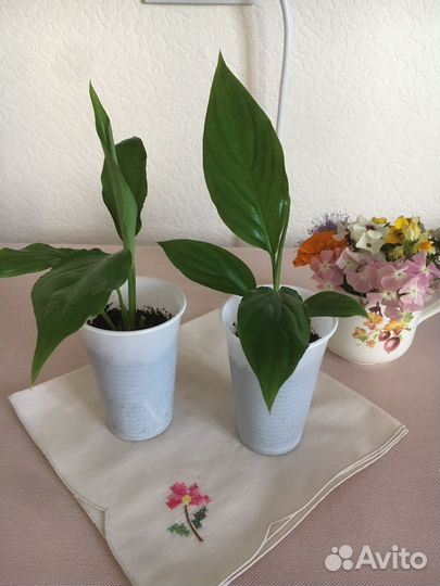 Спацифилум